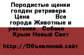 Породистые щенки голден ретривера › Цена ­ 25 000 - Все города Животные и растения » Собаки   . Крым,Новый Свет